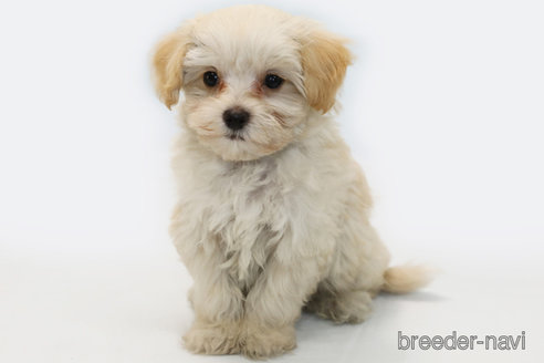 成約済の神奈川県のマルプー:マルチーズ×トイプードル-339322の1枚目